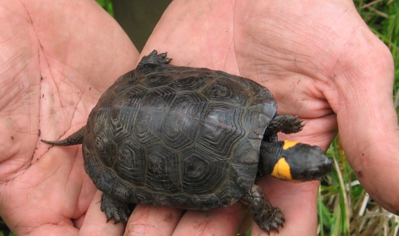 PA Bog Turtle Surveyor