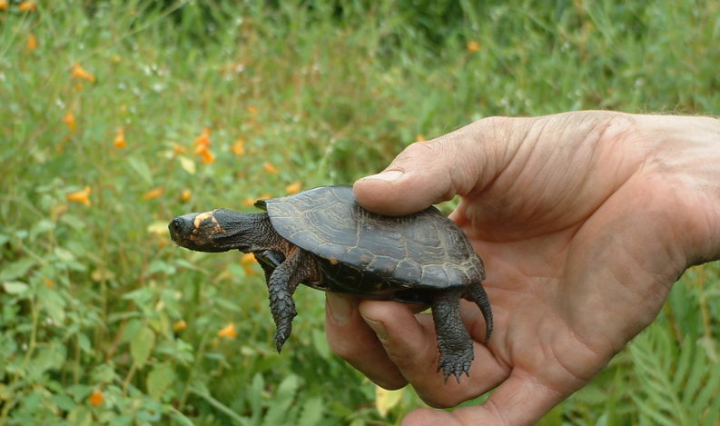 Bog Turtle Surveyor in Bucks County Pennsylvania